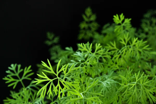 stock image Fennel leaves