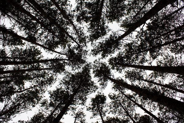 In silent pine autumn wood