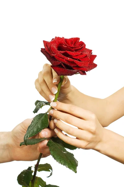 Red Beautiful Rose Female Man Hands — Stock Photo, Image