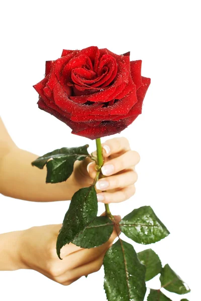 Red rose in female hands — Stock Photo, Image