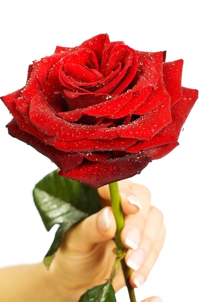 Red rose in female hands — Stock Photo, Image