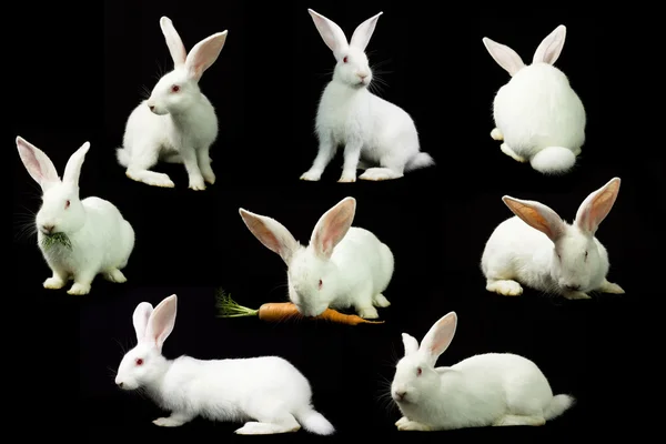 Biały królik na czarnym tle — Zdjęcie stockowe