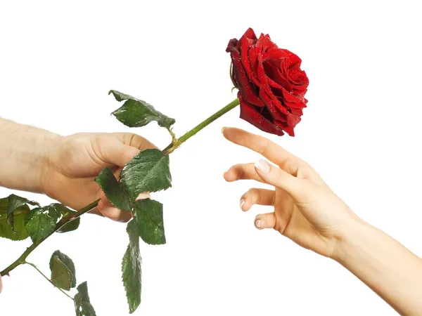 红玫瑰在女性和男人的手 免版税图库照片