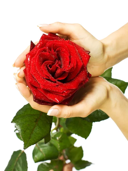 红玫瑰在女性美丽手中 免版税图库照片