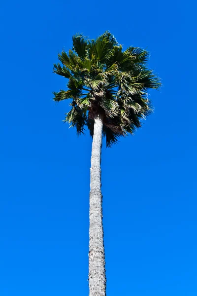 Bir Yaz Gününde Tropikal Mavi Gökyüzü — Stok fotoğraf