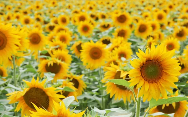 Sun Flower Fältet — Stockfoto