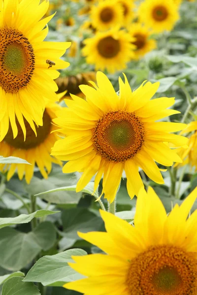 Sun Flower Field — Stock Photo, Image