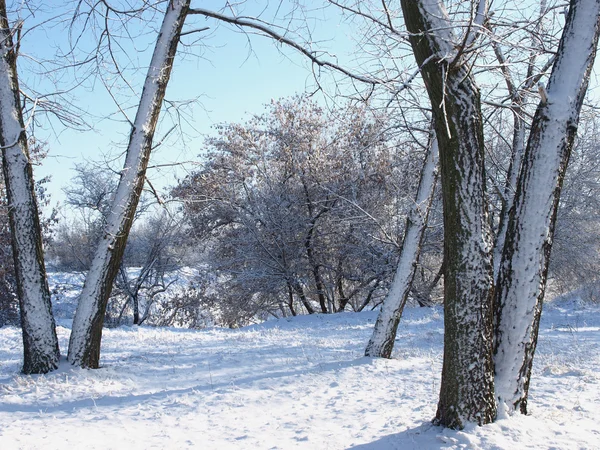 Trees in snow. — Stock Photo, Image