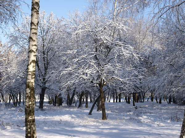 stock image Winter Tree Birch