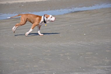 kumun üzerinde çalışan köpek