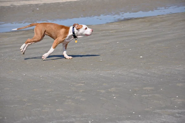 Pies biegnąc na piasku — Zdjęcie stockowe