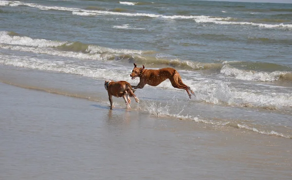 Kumsaldaki köpekler. — Stok fotoğraf
