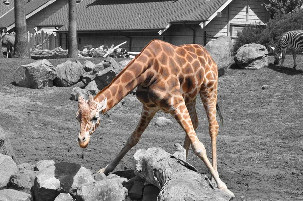 Comer jirafa —  Fotos de Stock
