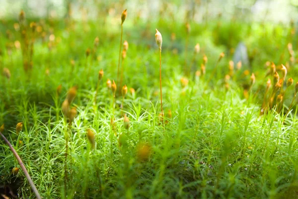 Текстура зеленой травы с поля для гольфа — стоковое фото