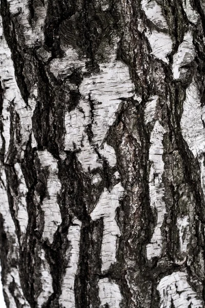 자작나무 처벌 — 스톡 사진