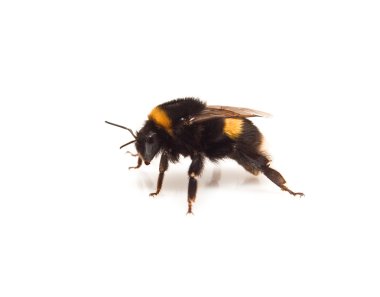 Bumble-bee with to the side clipart