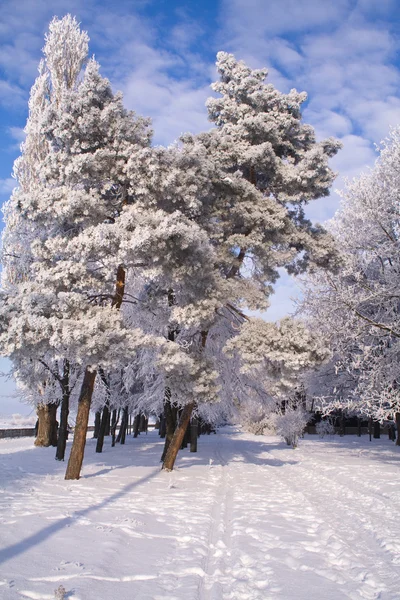 Frosty park — Stock Photo, Image