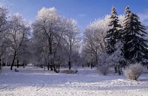 Winter park — Stock Photo, Image