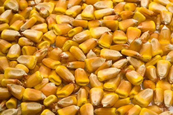 Grains of corn — Stock Photo, Image