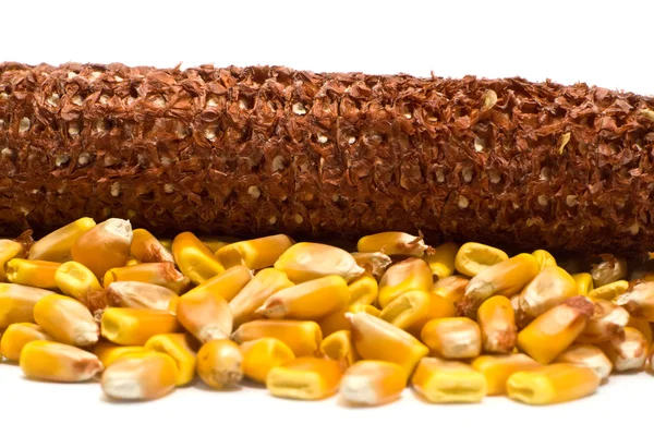 Ściekowych kukurydzy — Zdjęcie stockowe