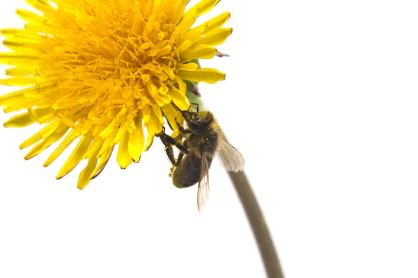 Пчела в пыльце — стоковое фото