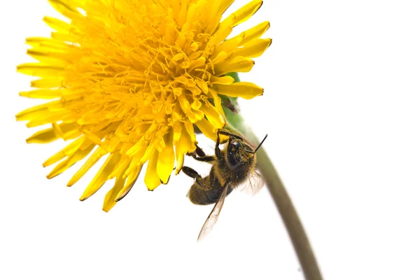 Bi på pollinering — Stockfoto