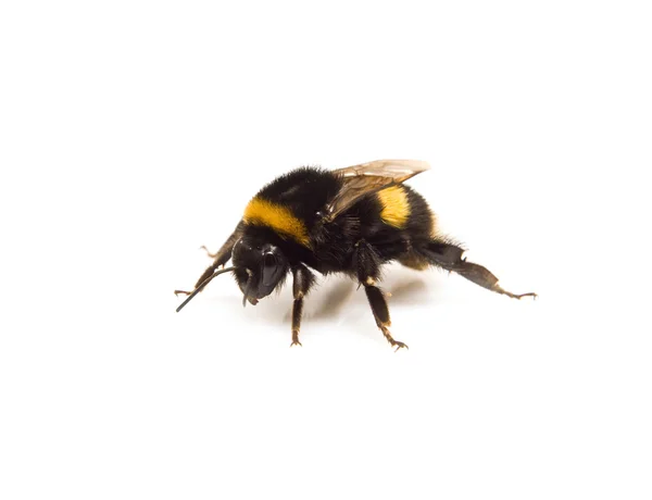 Бамбл-пчела атакует. — стоковое фото