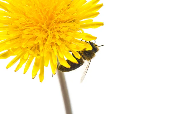 Dandelion and bee — Stock Photo, Image