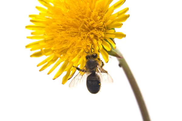 Dandelion är i pollen — Stockfoto