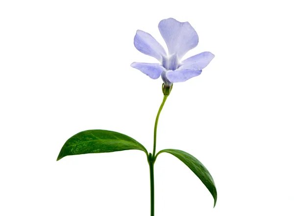 Mörk blå blomma — Stockfoto