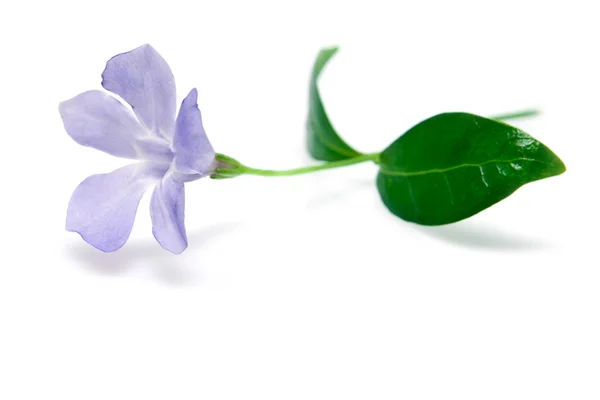 Teleurgesteld bloem — Stockfoto