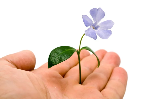 Цветок в левой руке — стоковое фото
