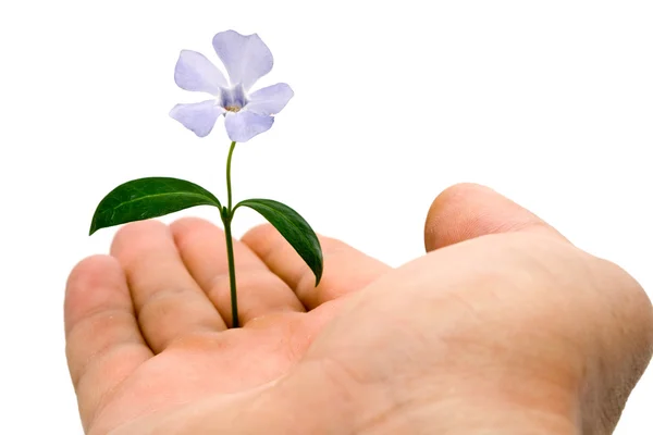 La flor está en la mano derecha — Foto de Stock