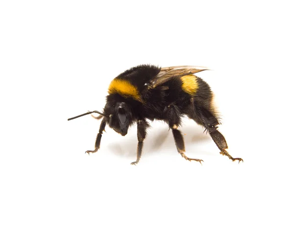 Going bumble-bee — Stock Photo, Image