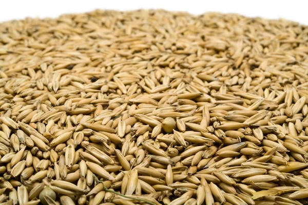 Oat is in grains — Stock Photo, Image