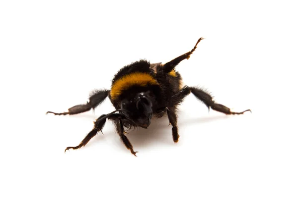 Угрожающая шмелиная пчела — стоковое фото