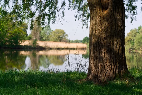 stock image Tree at the river