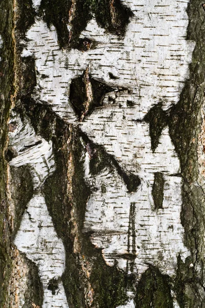 樹皮に碑文 — ストック写真