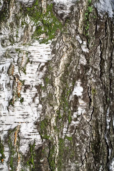 Birch moss ile ceza — Stok fotoğraf
