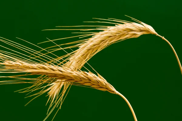 Two ears wheat — Stock Photo, Image