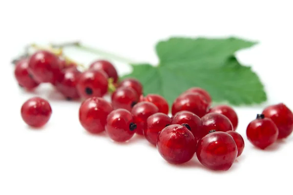 Garden-stuffs of currant — Stock Photo, Image