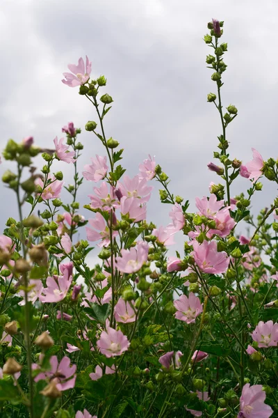 Çalılık alanda çiçek — Stok fotoğraf