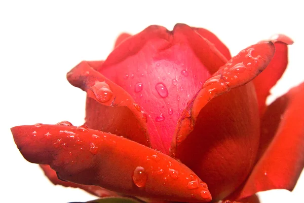 Bud of rose — Stock Photo, Image