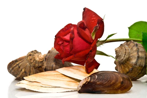 Stock image Cockleshells and rose