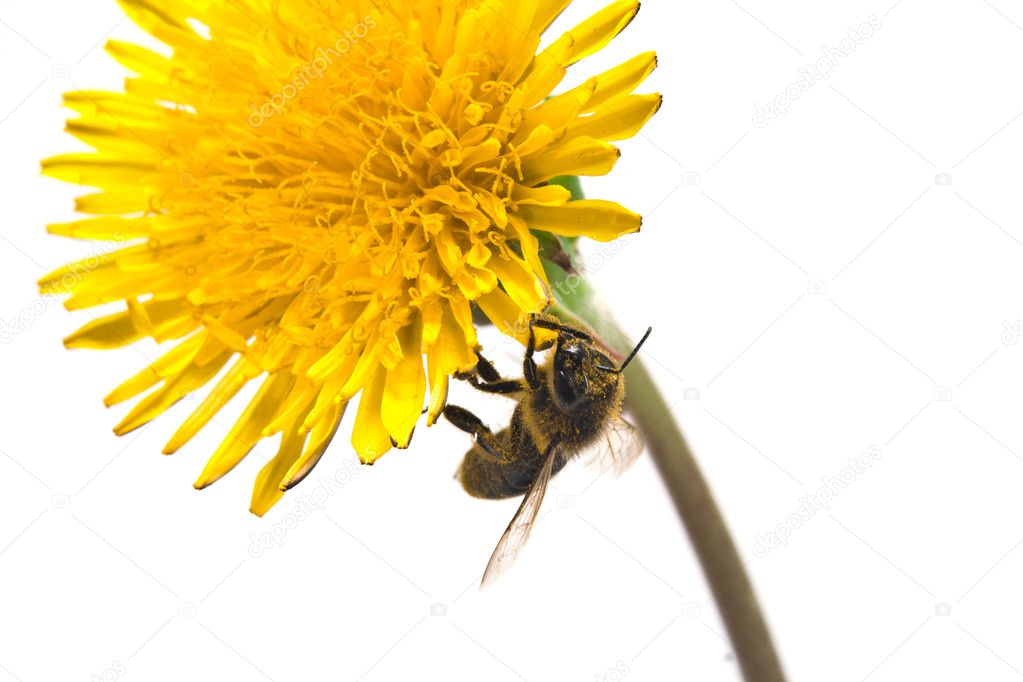 Bee on pollination