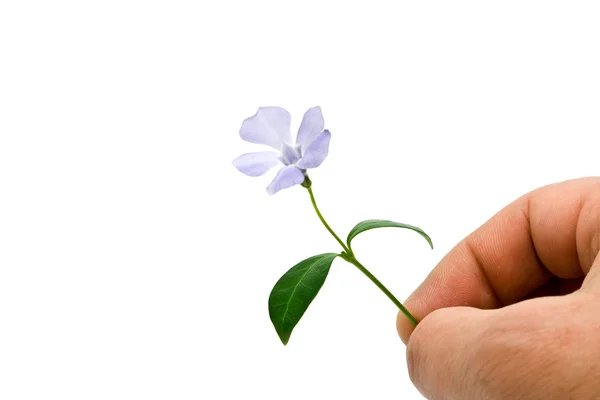 Blomman är i en hand — Stockfoto