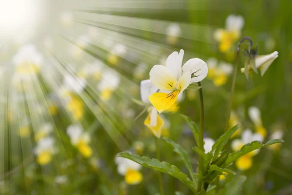 Inschrijving veld bloem — Stockfoto
