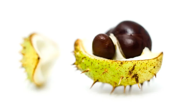 Chestnut is in a skin — Stock Photo, Image