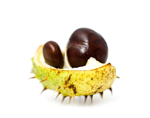 Double chestnut — Stock Photo, Image