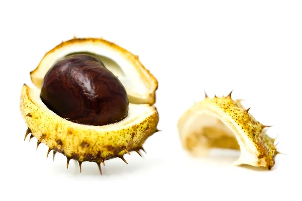 Opened chestnut spiked — Stock Photo, Image